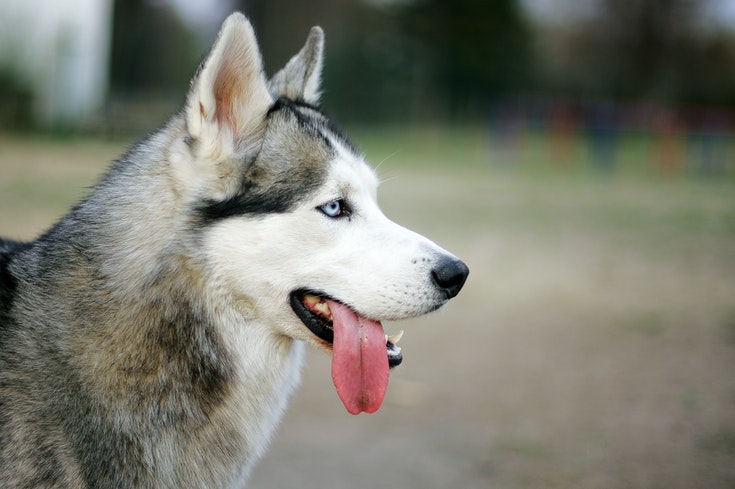 Siberian Husky sticking its tongue out