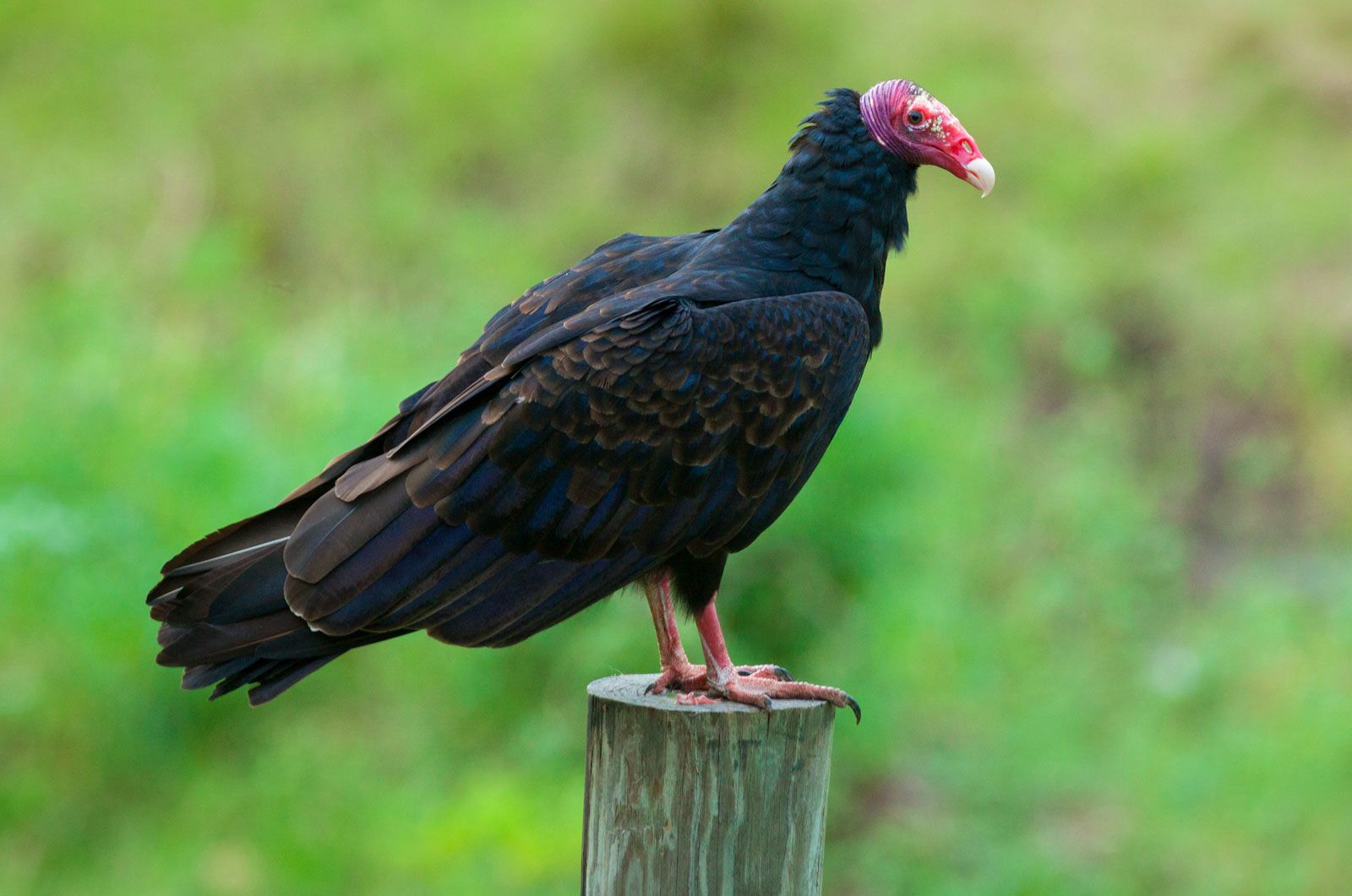 turkey vulture | Wingspan, Range, & Facts | Britannica