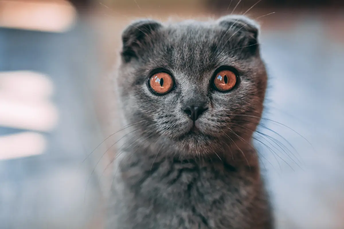 grey scottish fold cat with amber eyes staring