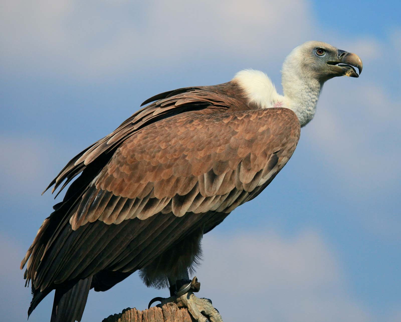 vautour |  Caractéristiques, espèces et faits |  Britannique
