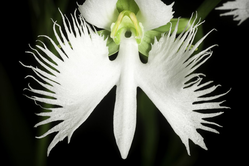 Orchidée aigrette blanche