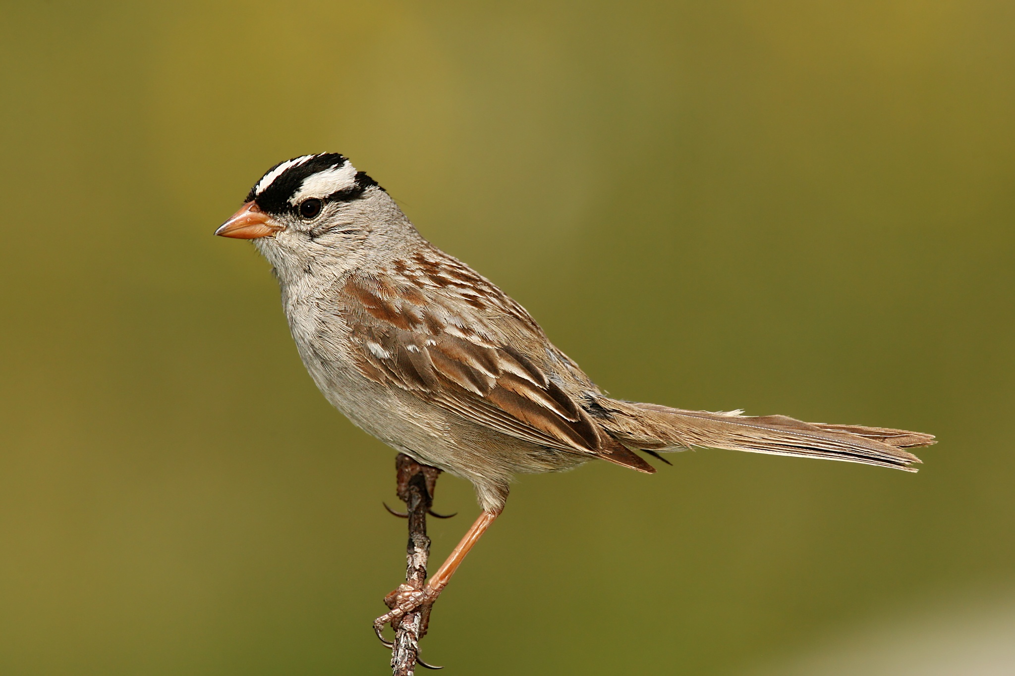 White-crowned sparrow - Wikipedia