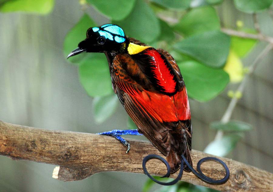 Wilson's bird-of-paradise - Wikipedia