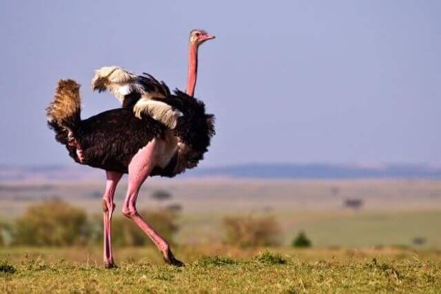 a big adult ostrich in an open field