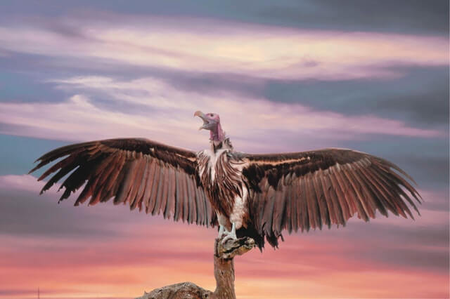 a lappet-faced vulture with his wings spread