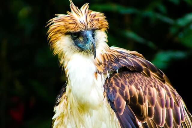 a large colorful philippines eagle