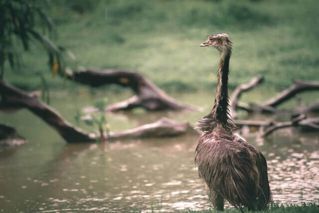 an emu standing near the water