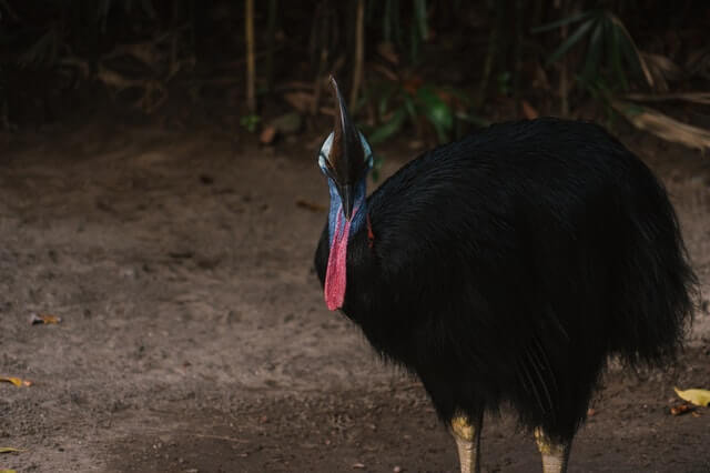 black bodied cassowary with blue and reddish neck