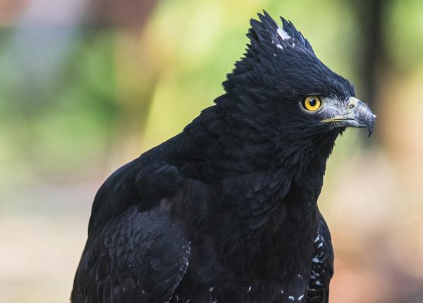 Black Hawk-eagle | The Peregrine Fund