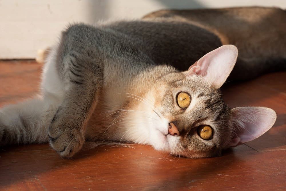 chausie temperament and personality