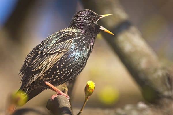 chirping starling on a small trunk