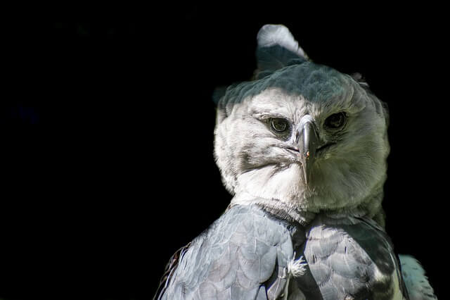 close up photo of harpy eagle