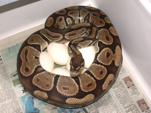 do ball pythons eat eggs