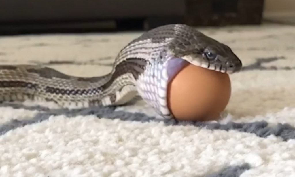 do snakes eat chicken eggs