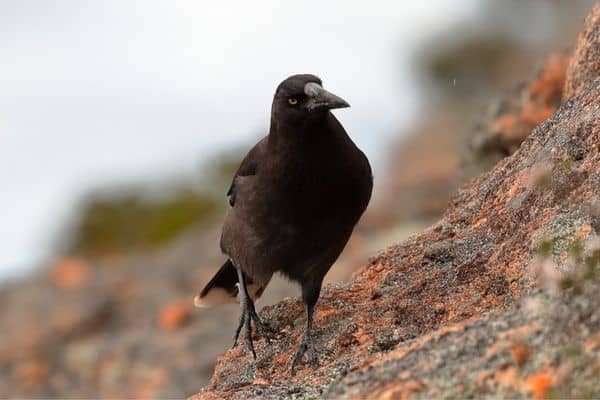 front view of currawong on rock