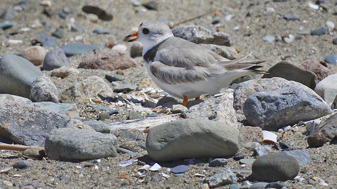 A piping plover on her nest in the middle of Wollaston Beach, Quincy.The rare plover has four eggs which she is sitting on amid beach goers on Thursday June 18, 2020 Greg Derr/The Patriot Ledger