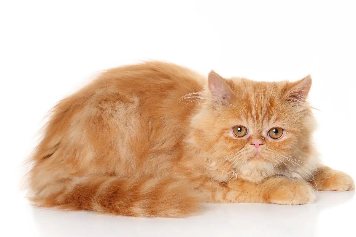 ginger persian cat