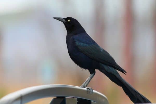 grackle perched on metal railing
