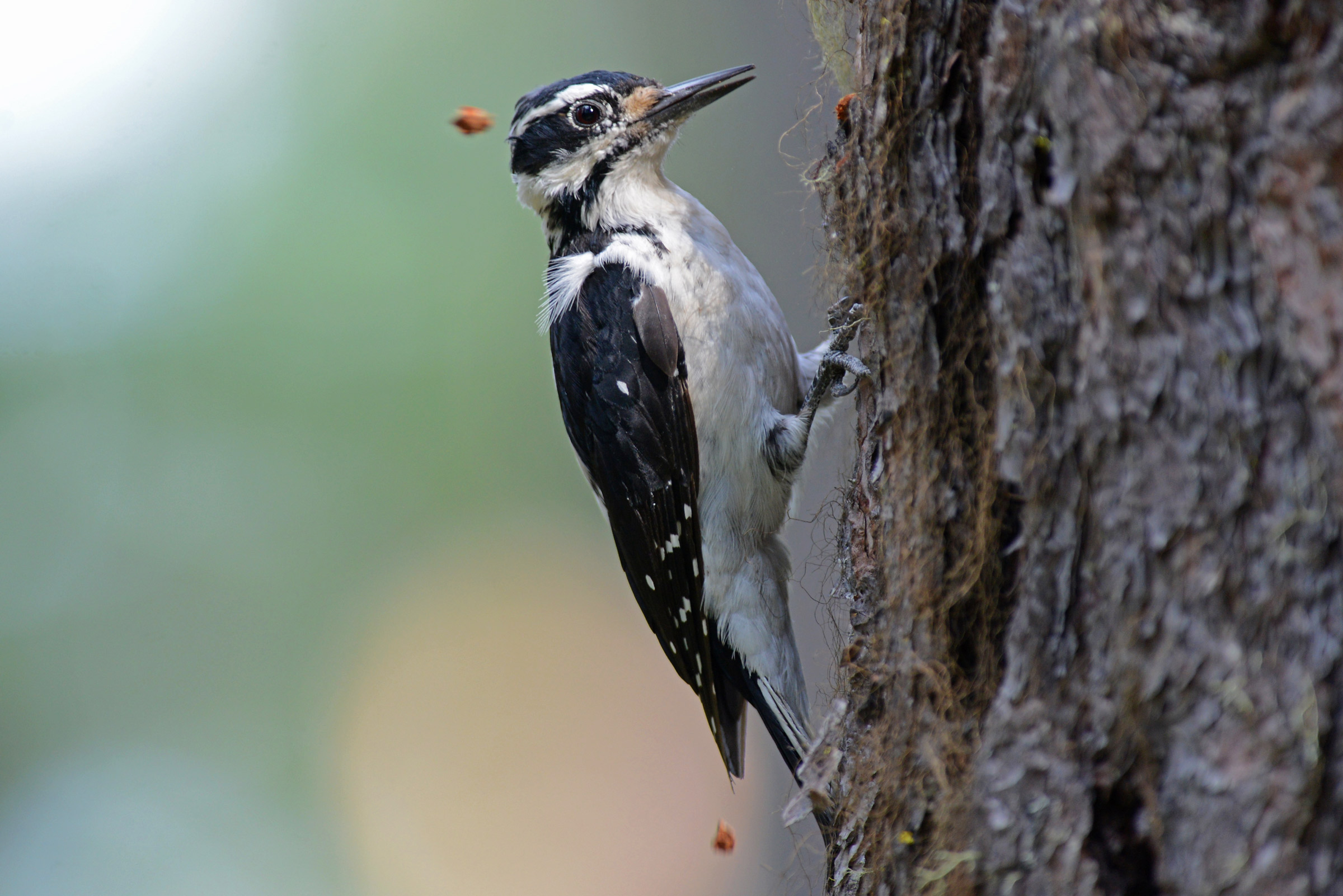 Hairy Woodpecker | Audubon Field Guide