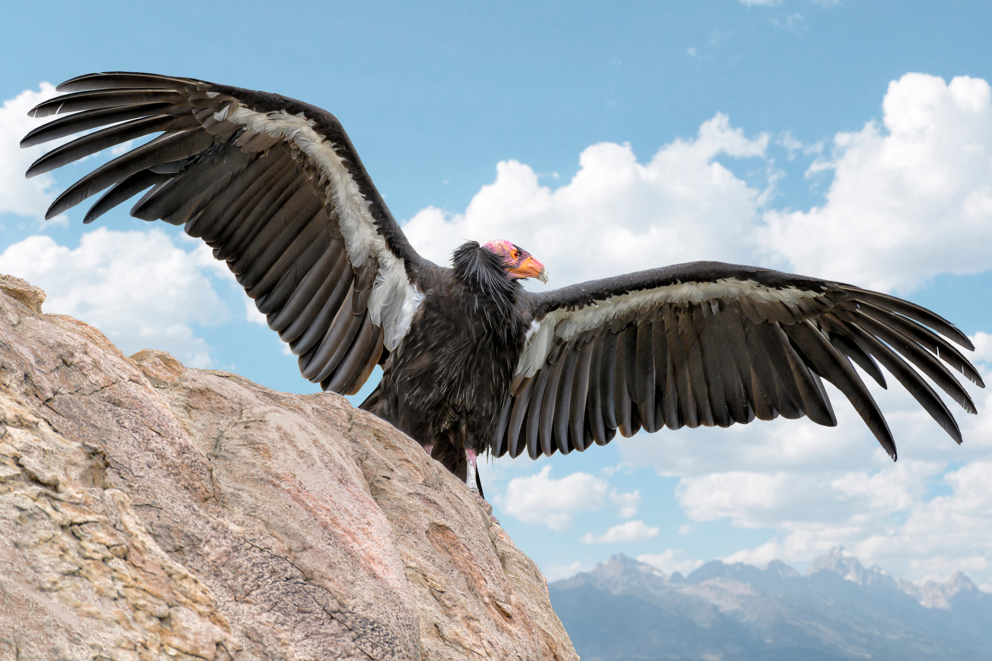 La tribu Yurok va relâcher quatre jeunes condors dans la nature pour tenter de repeupler cette espèce disparue.