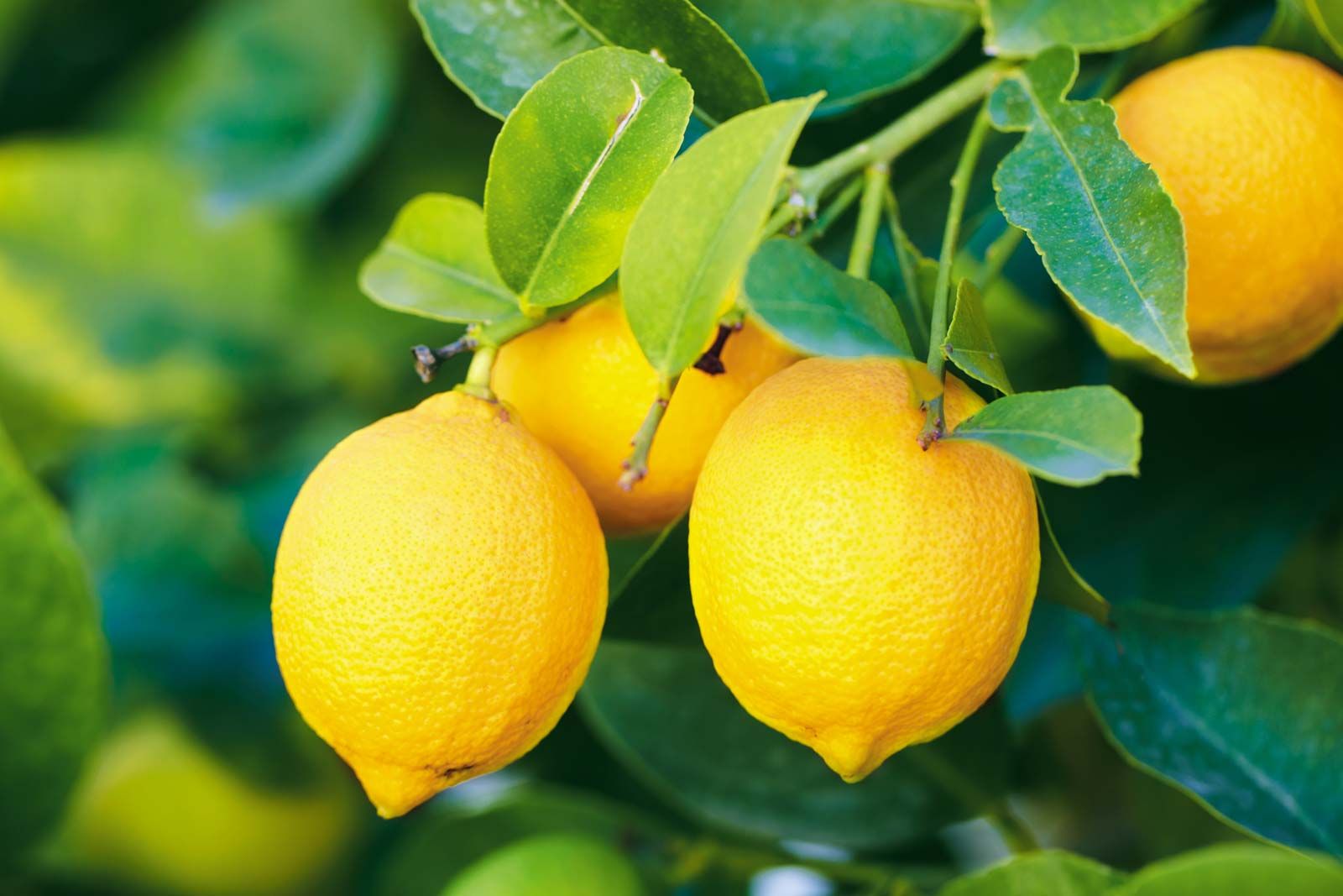 Lemon | Definition, Nutrition, Uses, & Facts | Britannica