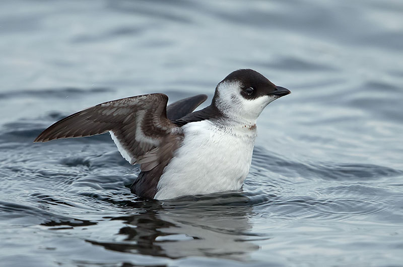 Petit Pingouin |  Guide d'identification des oiseaux |  Tache d'oiseau