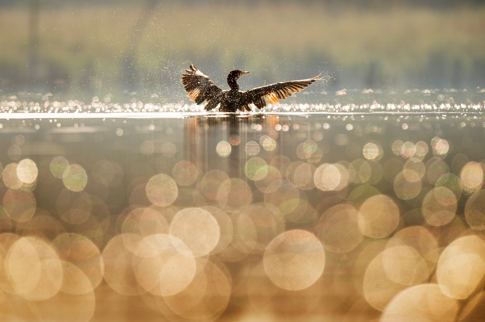 oiseau se baignant sur un plan d'eau
