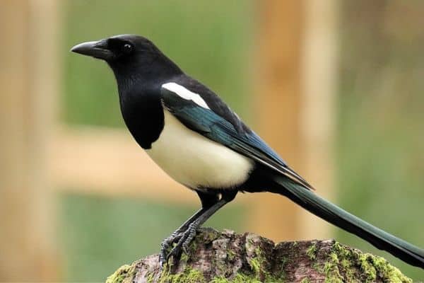 magpie perches on a log from the side