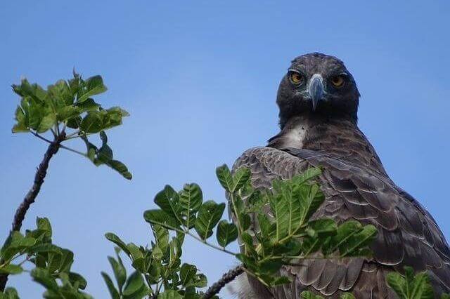 martial eagle perched in a tree