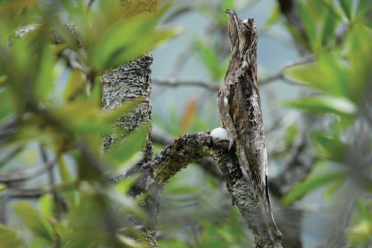 This South American potoo bird can camouflage itself as a branch | New  Scientist