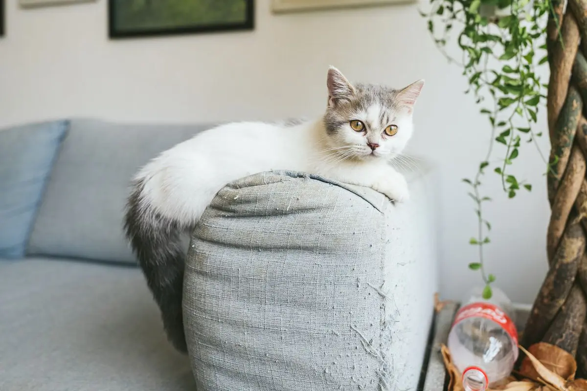 Munchkin cat on couch