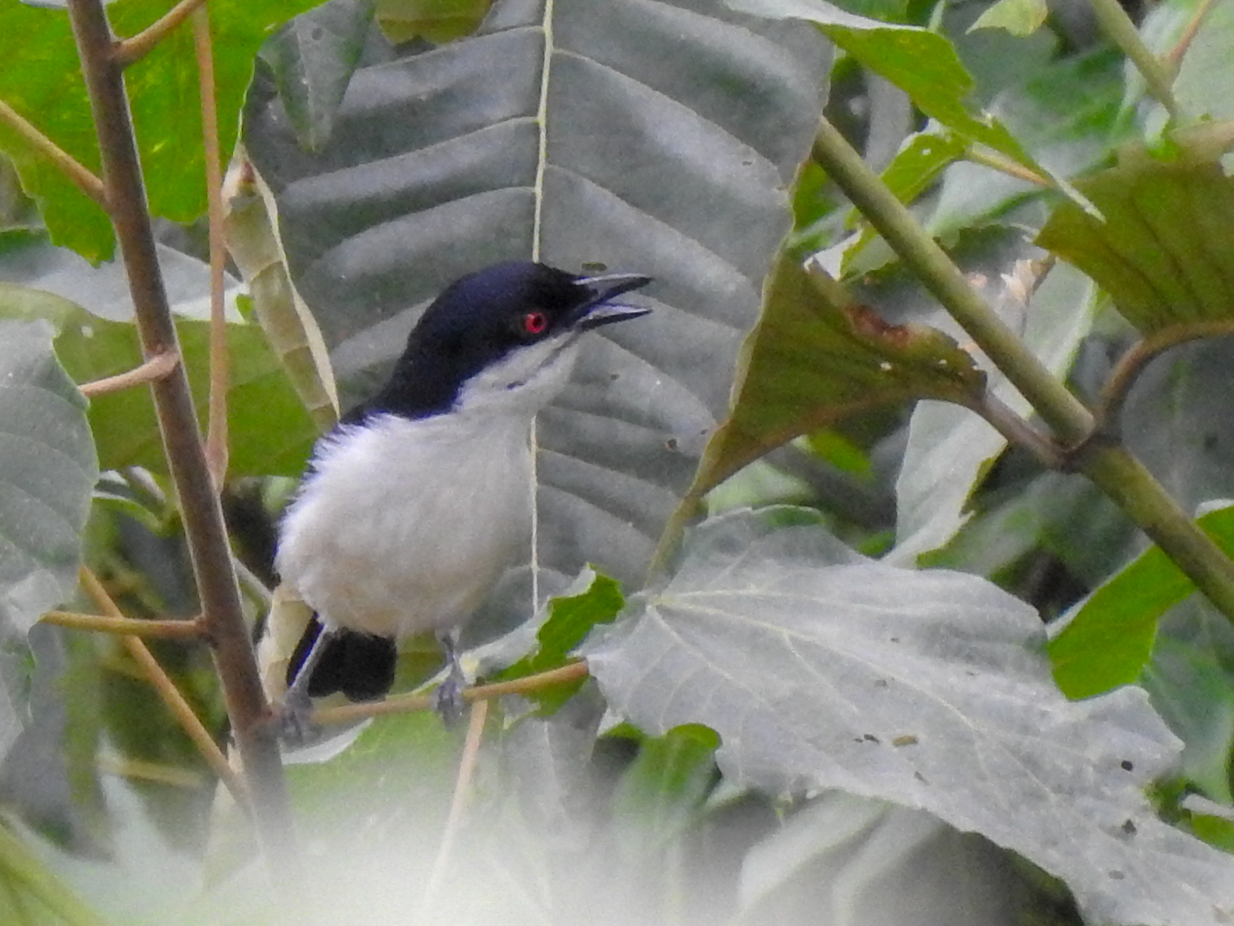 Red-eyed Puffback (Dryoscopus senegalensis) · iNaturalist