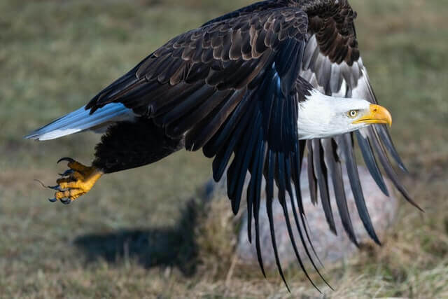powerful bald eagle mid-air