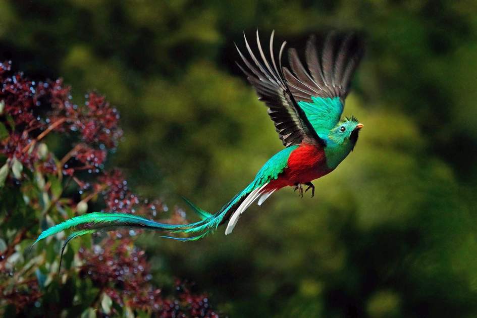 Cute bird! The resplendent quetzal and viewing wildlife in Costa Rica | Insight Guides Blog