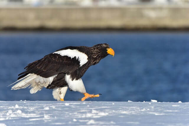 steller’s sea eagle during winter time