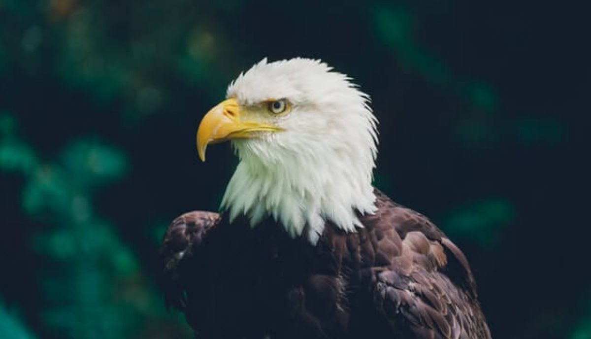 the bald eagle - one of the strongest birds in the world