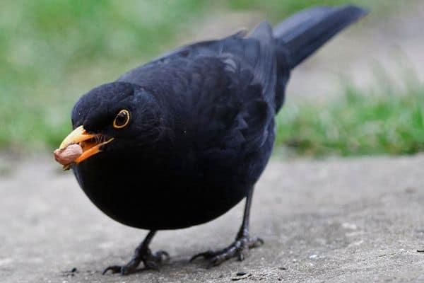 the blackbird’s beak is used to carry nuts
