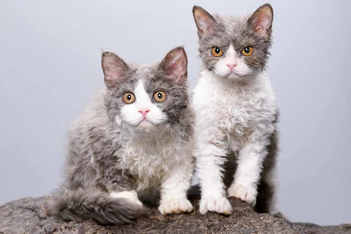 two grey and white selkirk cats