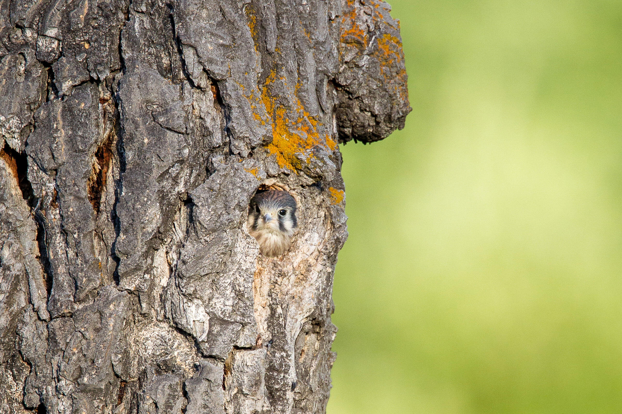 These Amazing Images Show How Good Bird Camouflage Can Be | Audubon