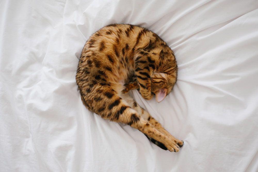 what is the best food for my bengal cat