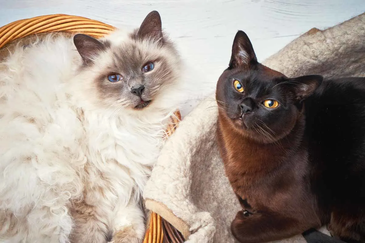 white and black burmese cats