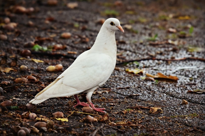 17 faits fascinants et amusants sur les colombes que vous ne connaissiez pas | Pet Keen