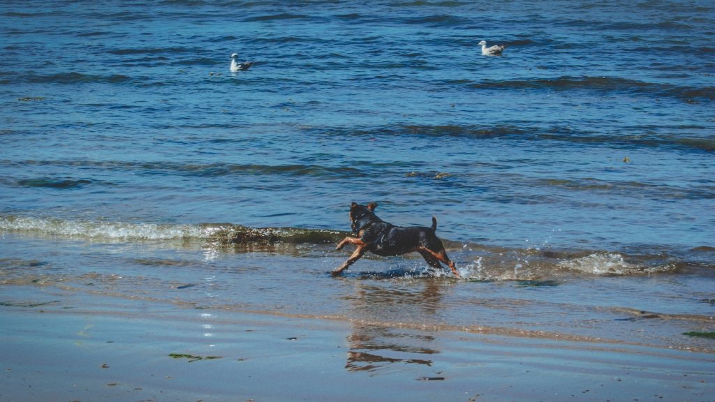 chien noir courant sur le bord de la mer pendant la journée