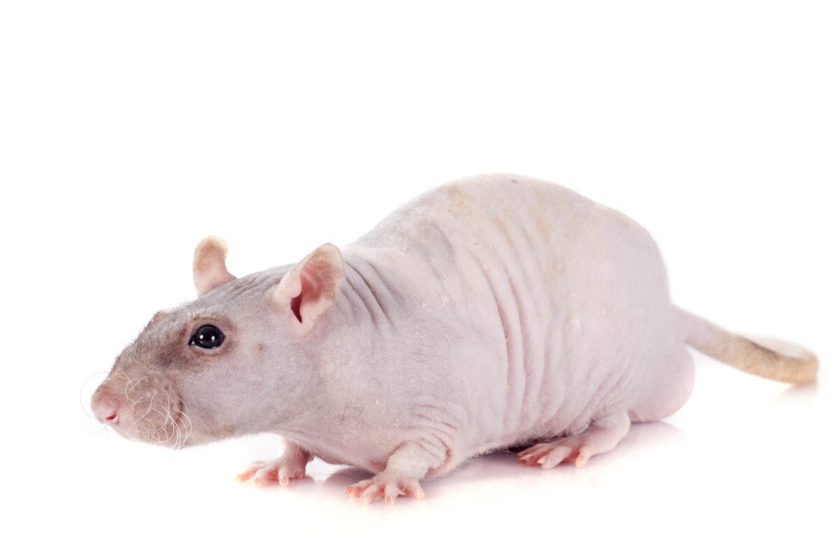Rat chauve adulte sur fond blanc