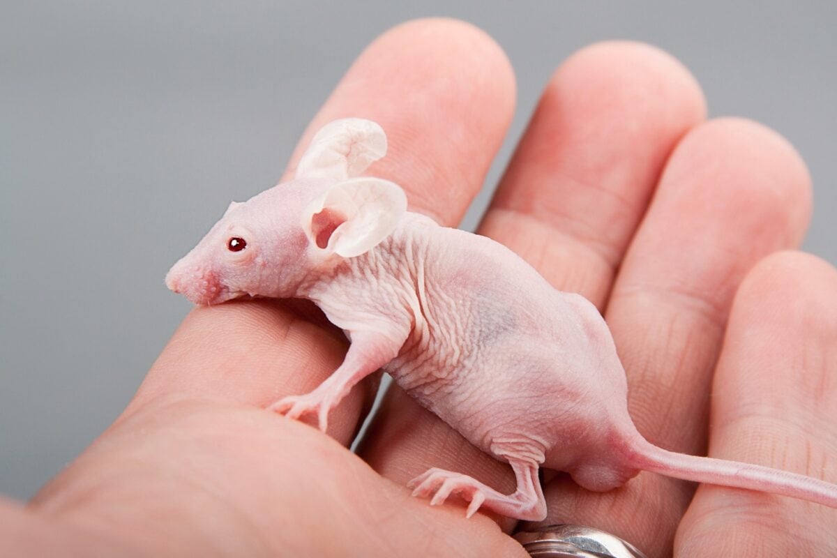 Bébé rat sans poils à portée de main
