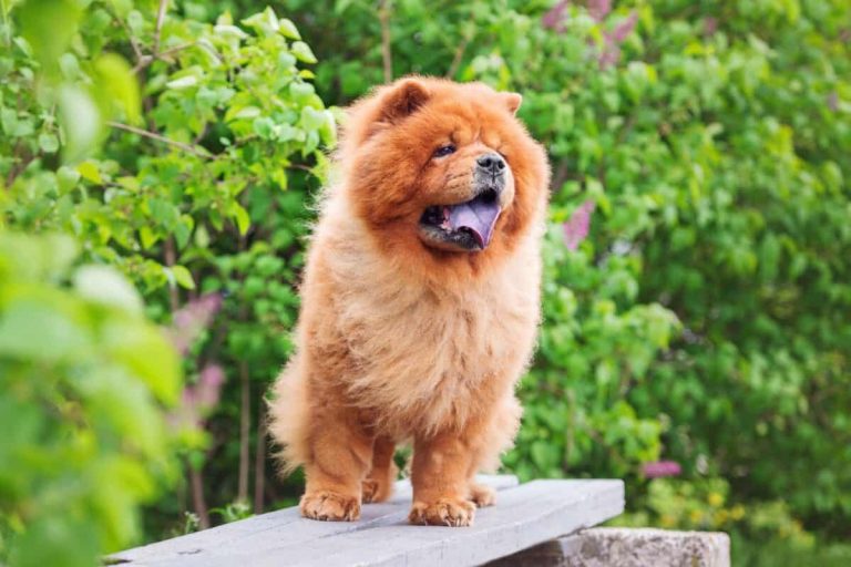 Pourquoi Les Chow Chow Ont La Langue Bleue Pourquoi les Chow Chows ont-ils une langue bleue ? Infos, faits et
