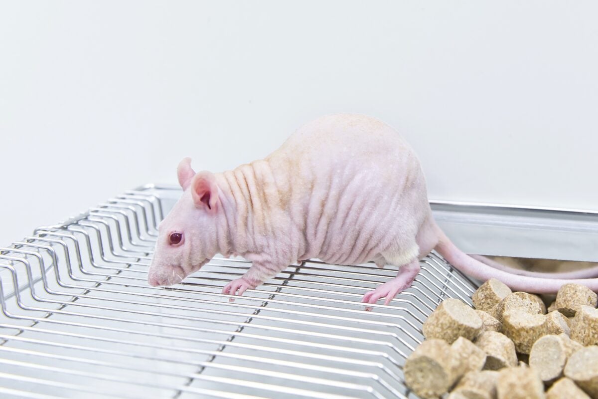 Rat sans poils sur la cage avec de la nourriture