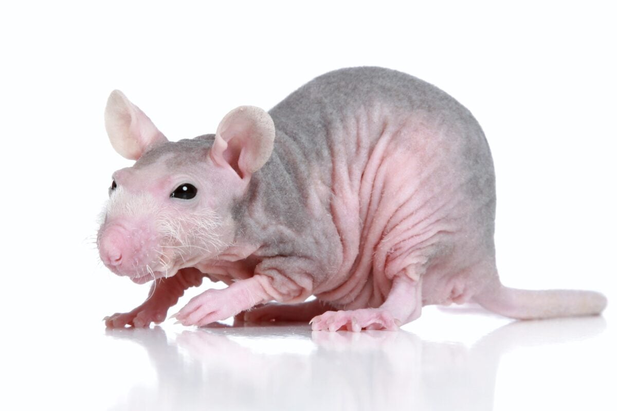 Rat sans poils posant sur fond blanc
