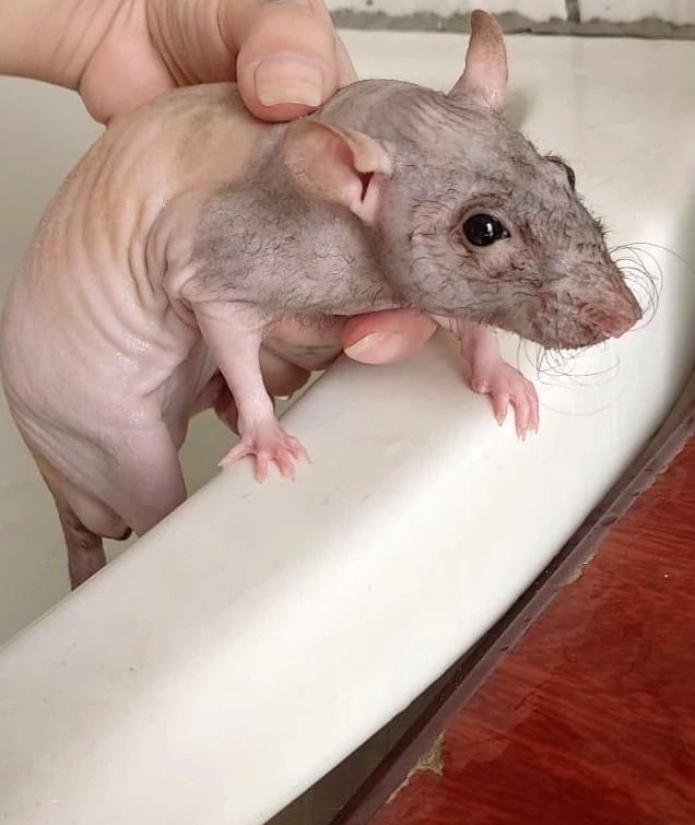 Rat sans poil Sphynx