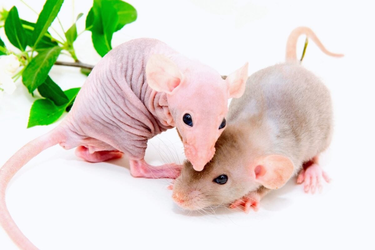 Deux rats sans poils à vendre et adopter